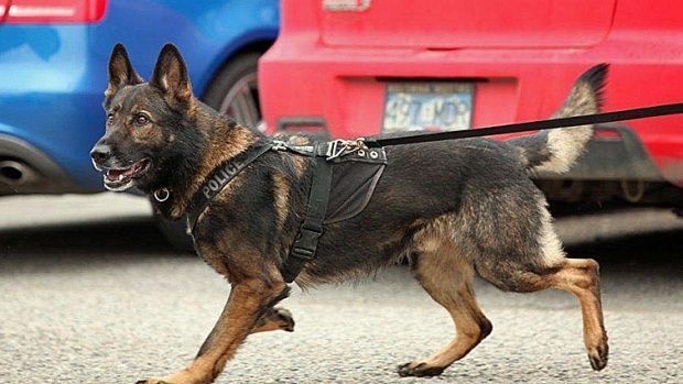 sniffing dog searches