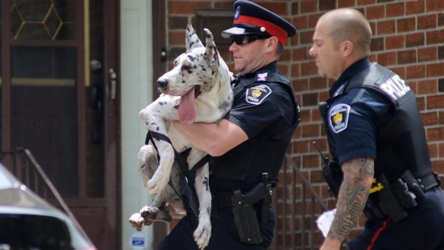 Pets rescued from burning house