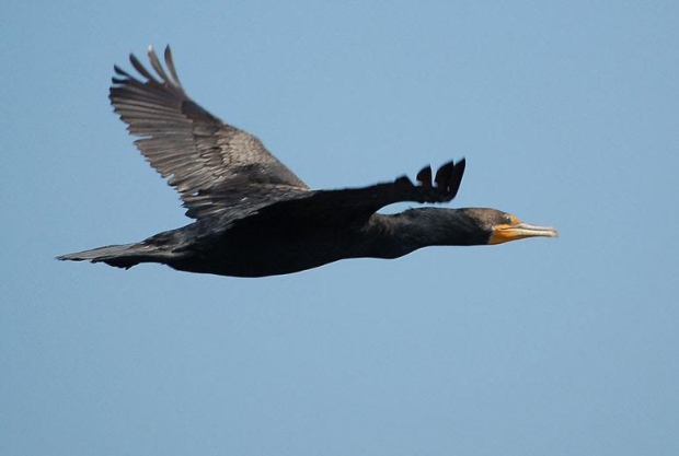 cormorant