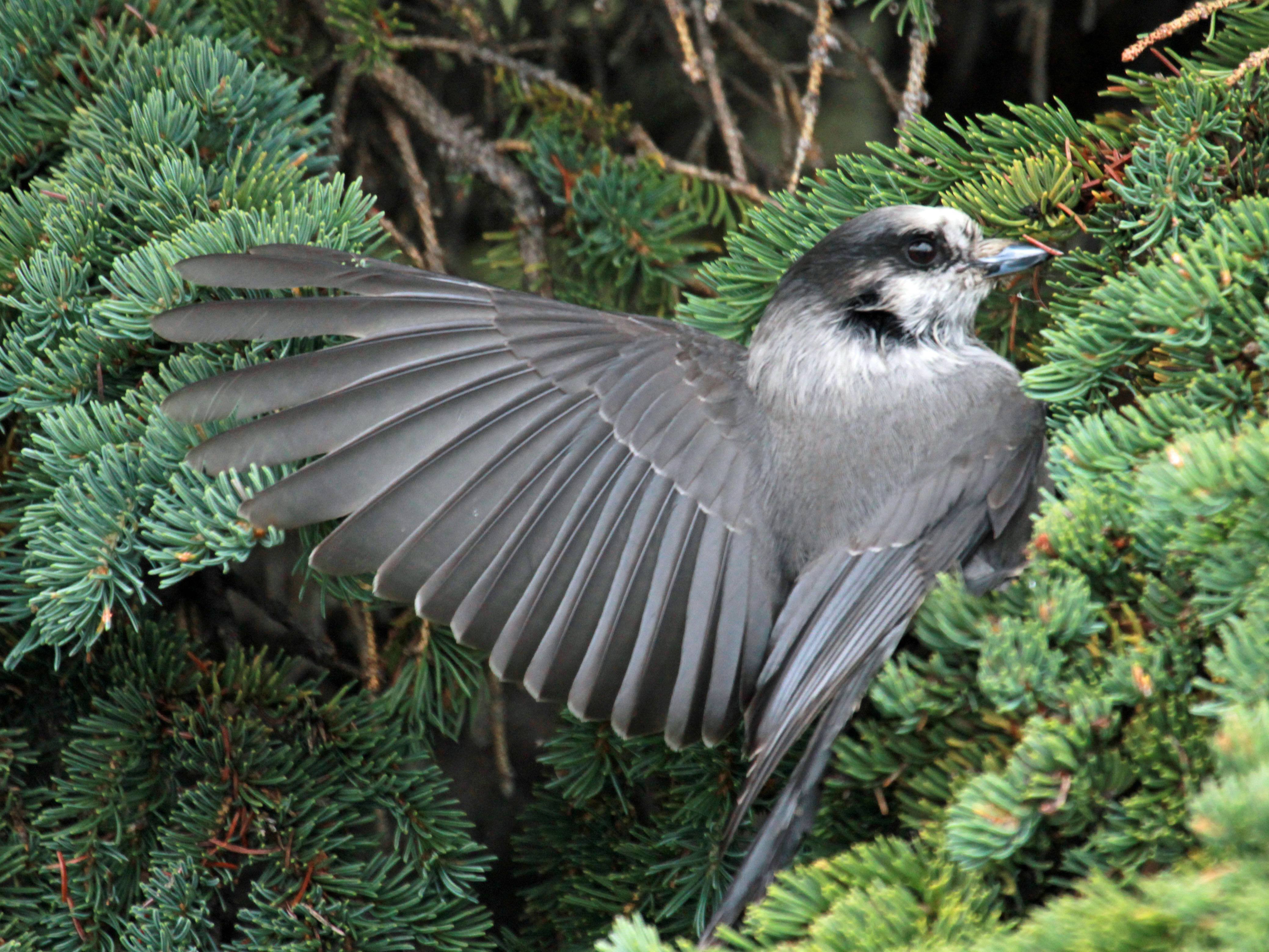 Gray Jay