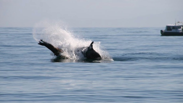 killer-whale-and-sea-lion