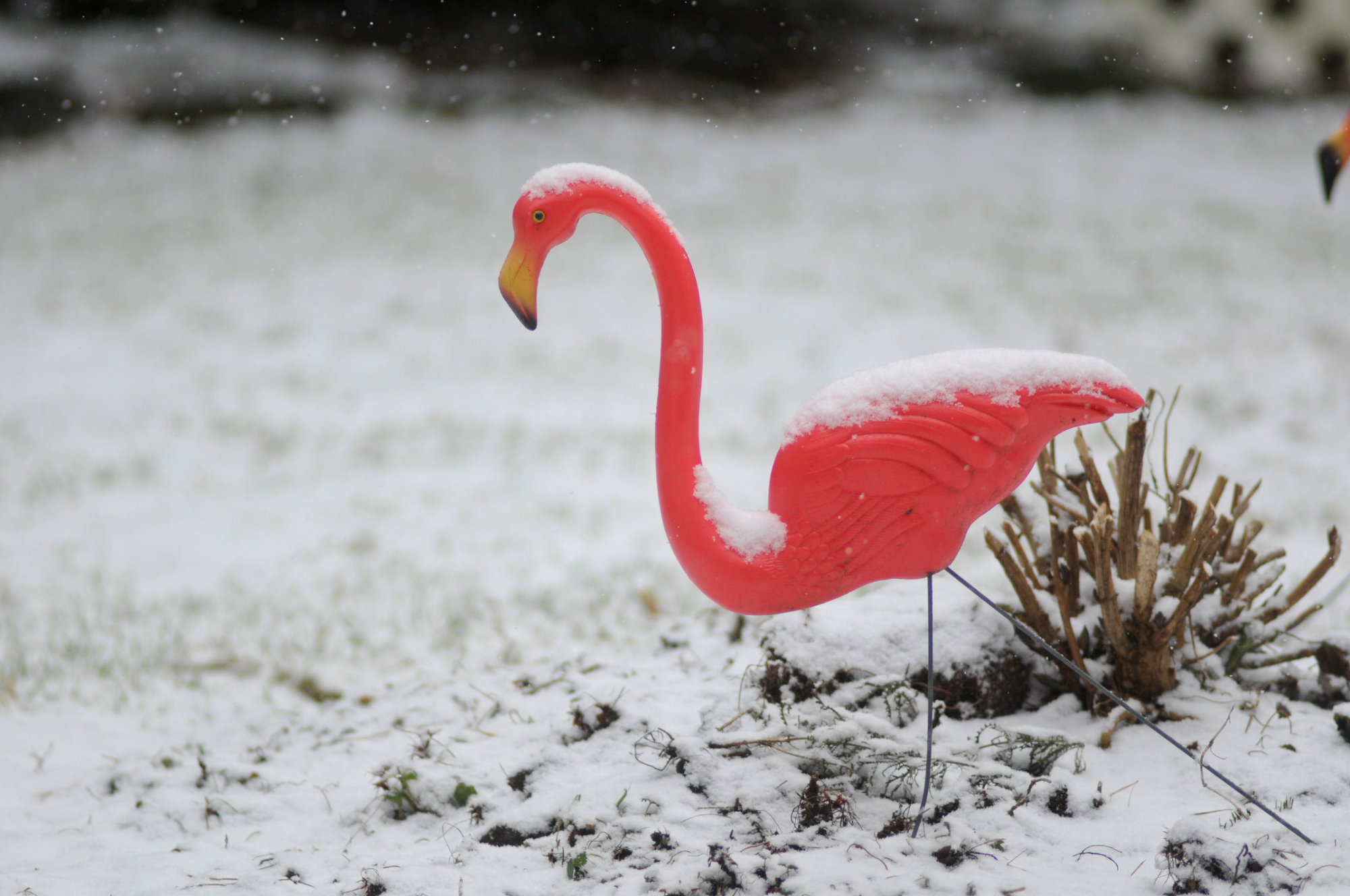 FILE - In a Feb. 8, 2012 file photo, a light snow falls on a pink plastic lawn flamingo in Pottsville, Pa. Donald Featherstone, the creator of the pink plastic lawn flamingo, died Monday, June 22, 2015, at an elder care facility in Fitchburg, Mass., according to his wife, Nancy. He was 79. (Jacqueline Dormer/Republican-Herald via AP, File)