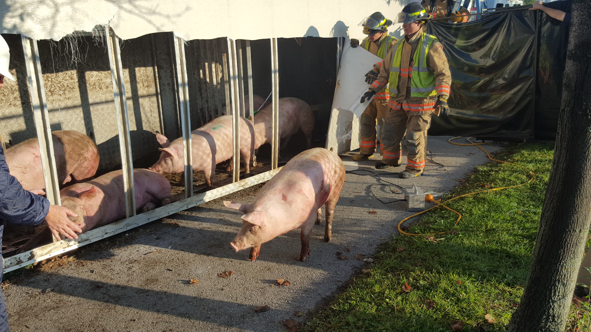 truck-full-of-pigs-flips-over-2