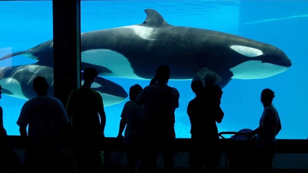 marineland-whale