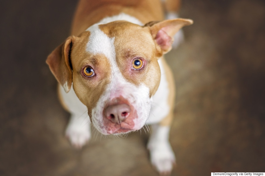 Tan and white pit bull dog in shelter.