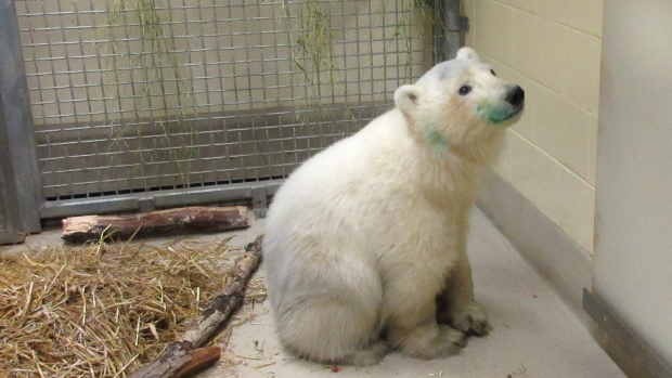 polar-bear-cub