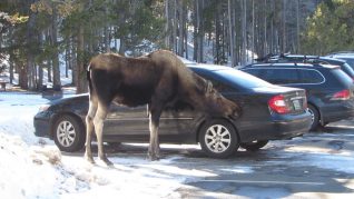 car-licking-moose