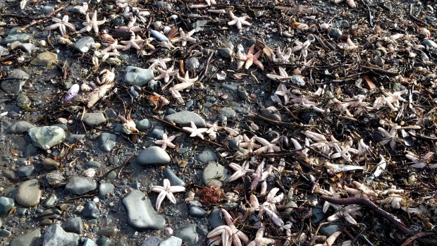 starfish-near-savary-park